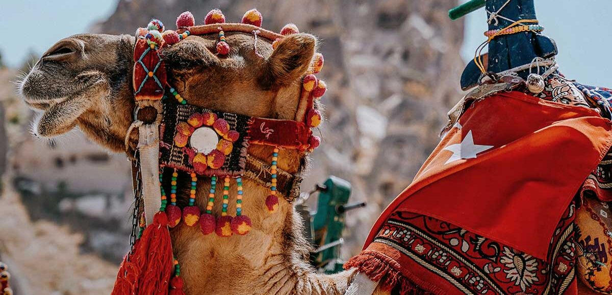 best camel tour Cappadocia