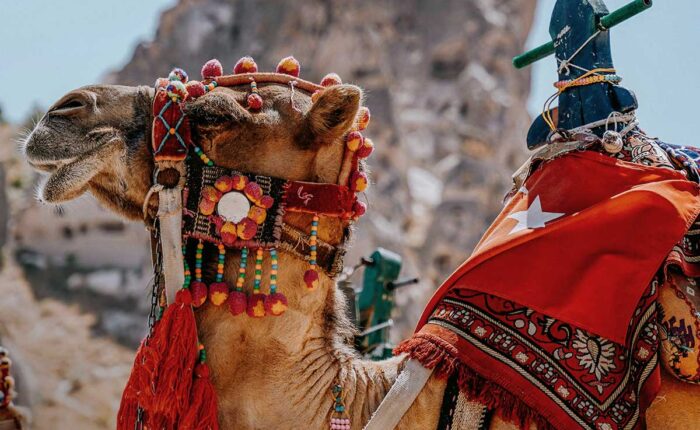 best camel tour Cappadocia