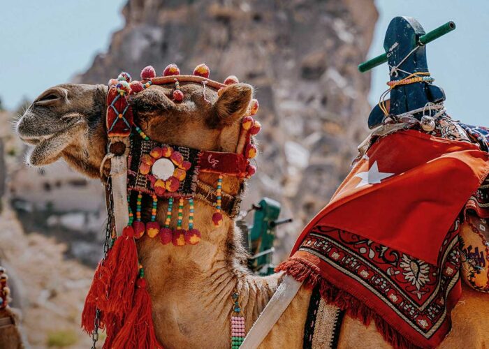 best camel tour Cappadocia